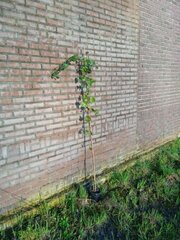 Ca. 75x Klimop aan stok 180 tot 200 centimeter (exclusief pot gemeten)